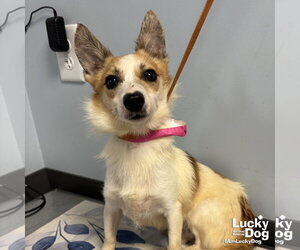 Jack Russell Terrier-Unknown Mix Dogs for adoption in Washington, DC, USA