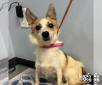 Small Jack Russell Terrier Mix