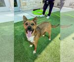 Small #1 German Shepherd Dog Mix