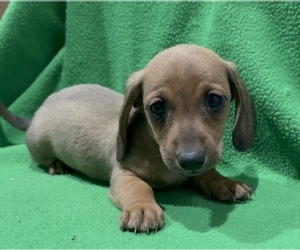 Dachshund Puppy for sale in LAWSON, MO, USA