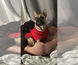 Mother of the French Bulldog puppies born on 04/22/2023