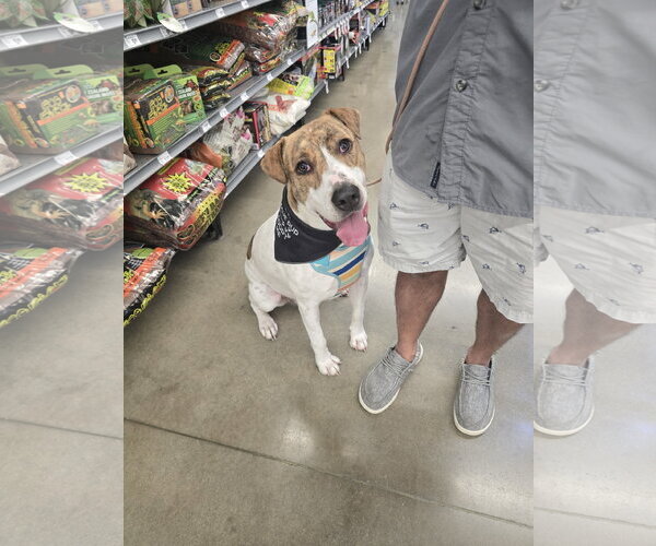 Medium Photo #12 Mutt Puppy For Sale in Rosenberg, TX, USA