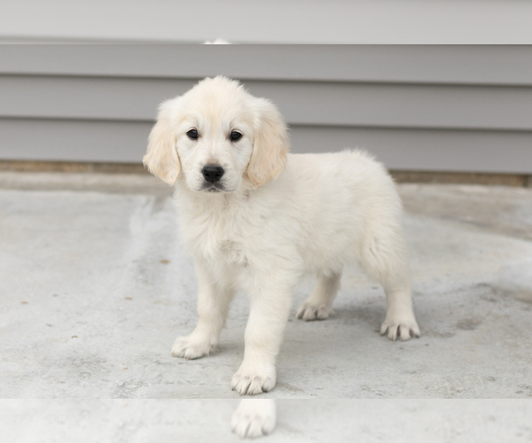 Medium Photo #5 English Cream Golden Retriever Puppy For Sale in WOLCOTTVILLE, IN, USA