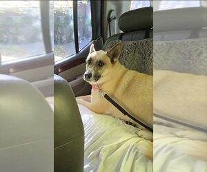Bella - Female Akita-German Shepherd Dog Mix Dog for Adoption - Photo #9