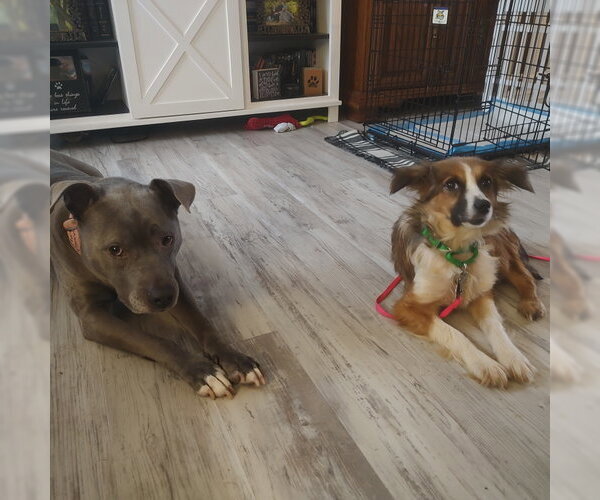 Medium Photo #2 Australian Shepherd-Unknown Mix Puppy For Sale in Fargo, ND, USA