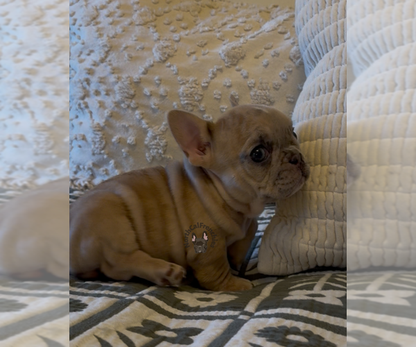 Medium Photo #2 French Bulldog Puppy For Sale in SACRAMENTO, CA, USA