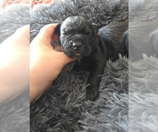 Medium Photo #1 Cane Corso Puppy For Sale in HENRY, VA, USA