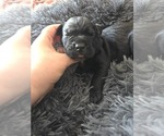Puppy Light Purple Cane Corso