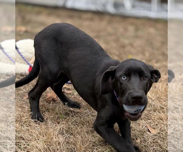 Medium Photo #2 Aussiedor Puppy For Sale in Yardley, PA, USA