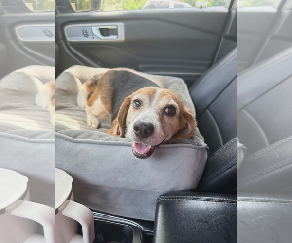 Medium Photo #5 Beagle Puppy For Sale in Arlington, VA, USA
