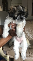 Mal-Shi Puppy for sale in BLOOMFIELD HILLS, MI, USA