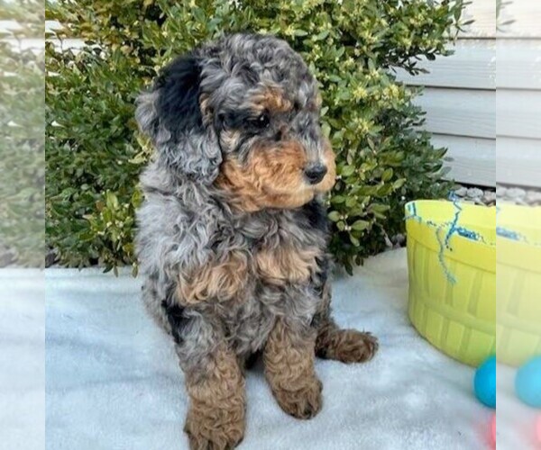Medium Photo #4 Goldendoodle (Miniature) Puppy For Sale in NEWPORT, PA, USA