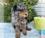 Small Photo #4 Goldendoodle (Miniature) Puppy For Sale in NEWPORT, PA, USA