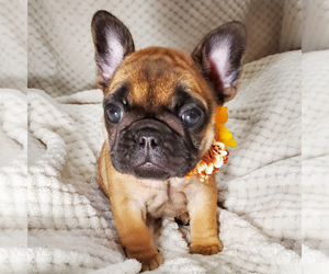 French Bulldog Puppy for sale in MIAMI, FL, USA