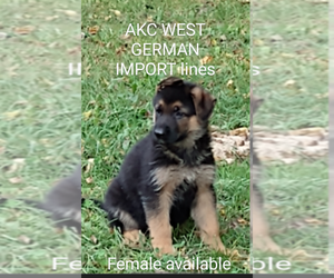 German Shepherd Dog Puppy for Sale in TERRE HAUTE, Indiana USA