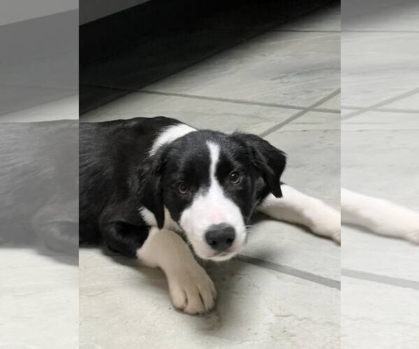 Medium Photo #8 Border Collie Puppy For Sale in Highland, IL, USA