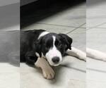 Small #7 Border Collie