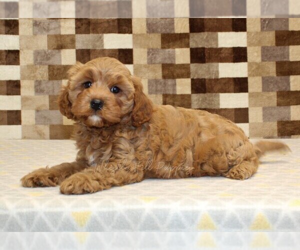 Medium Photo #2 Cavapoo (Miniature) Puppy For Sale in DENVER, PA, USA