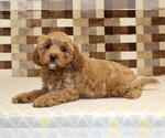 Small #1 Cavapoo (Miniature)