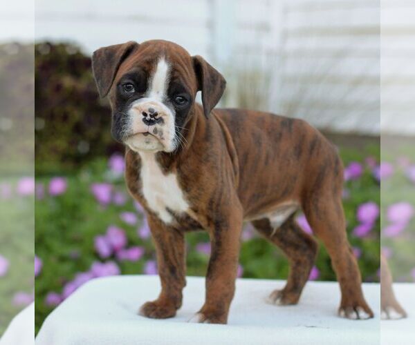 Medium Photo #3 Boxer Puppy For Sale in GORDONVILLE, PA, USA