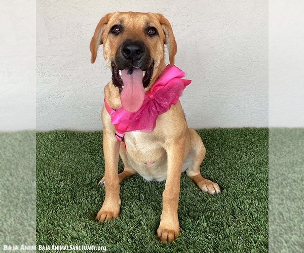 Medium Photo #3 Boxador Puppy For Sale in San Diego, CA, USA