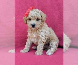 Poochon Puppy for sale in LANCASTER, PA, USA