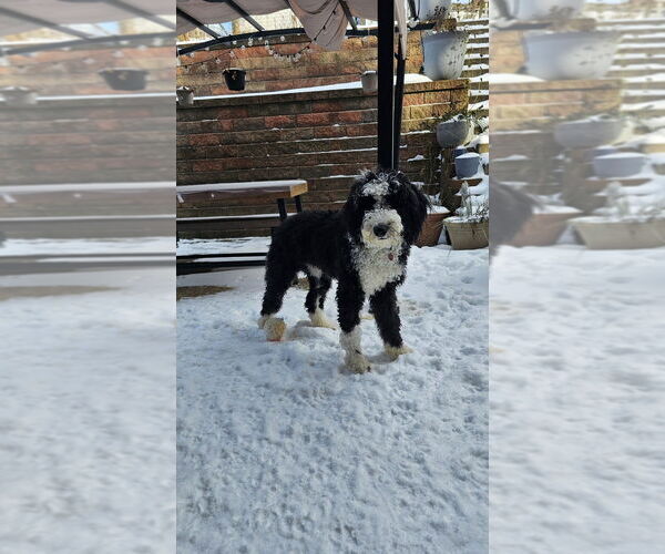 Medium Photo #3 Sheepadoodle Puppy For Sale in Springdale, PA, USA