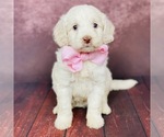 Small Goldendoodle