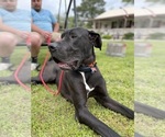 Small Photo #1 Great Dane Puppy For Sale in CONROE, TX, USA