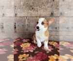 Small #7 Pembroke Welsh Corgi