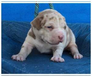 American Bully Puppy for sale in SUNNY HILLS, FL, USA