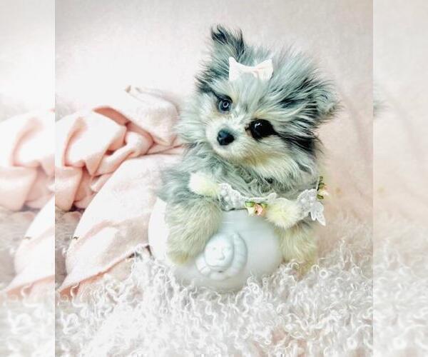 Medium Photo #9 Pomeranian Puppy For Sale in FT LAUDERDALE, FL, USA