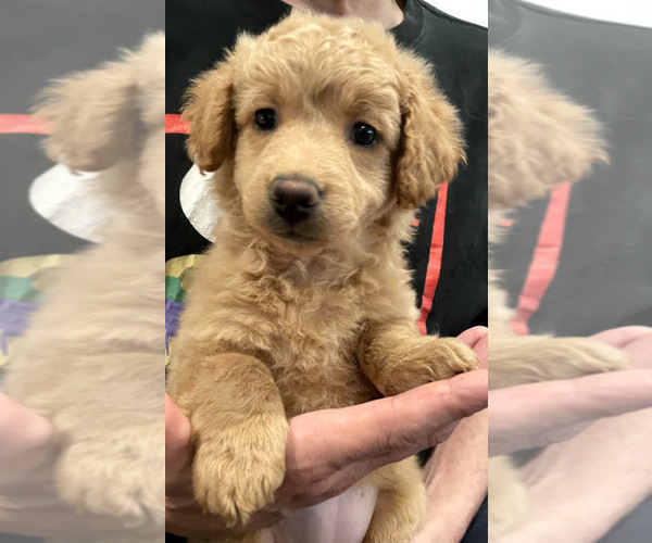 Medium Photo #5 Goldendoodle Puppy For Sale in IRWIN, PA, USA