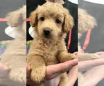 Small Photo #5 Goldendoodle Puppy For Sale in IRWIN, PA, USA