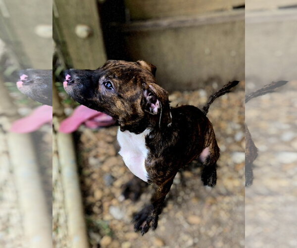 Medium Photo #2 Bullmastiff-Unknown Mix Puppy For Sale in Jackson, MS, USA
