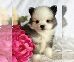 Small #4 Pomeranian