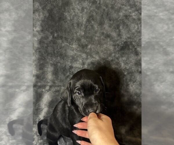 Medium Photo #28 Labmatian Puppy For Sale in ANTIOCH, CA, USA