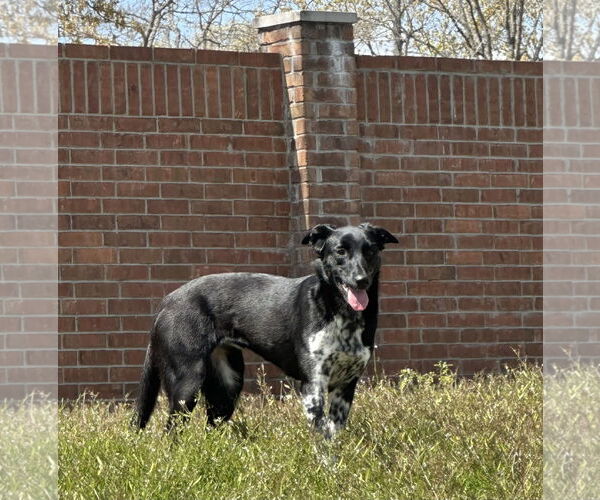 Medium Photo #5 Collie-Labrador Retriever Mix Puppy For Sale in Rockaway, NJ, USA