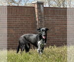 Small #4 Collie-Labrador Retriever Mix