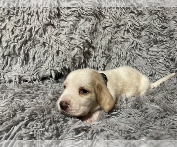 Medium Photo #3 Basset Hound Puppy For Sale in ROLFE, IA, USA