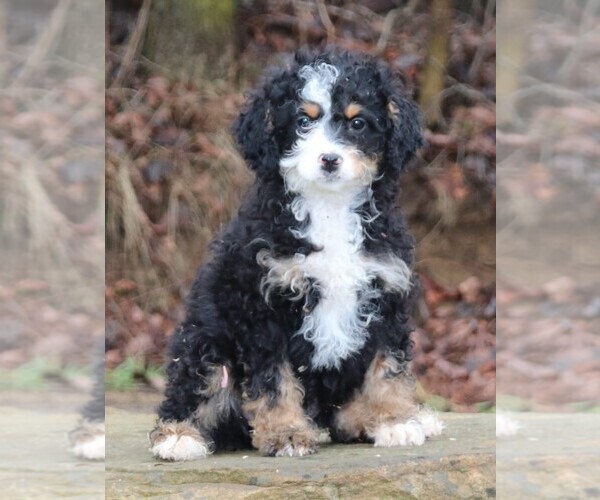 Medium Photo #2 Miniature Bernedoodle Puppy For Sale in MARION CENTER, PA, USA