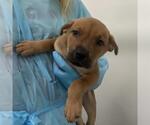 Small American Staffordshire Terrier Mix