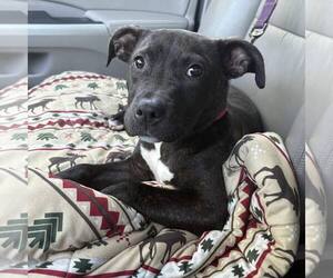 American Staffordshire Terrier-Unknown Mix Dogs for adoption in New Oxford , PA, USA