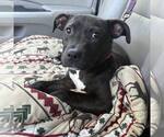 Small American Staffordshire Terrier Mix