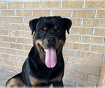 Small Photo #14 Rottweiler Puppy For Sale in BRIGHTON, CO, USA