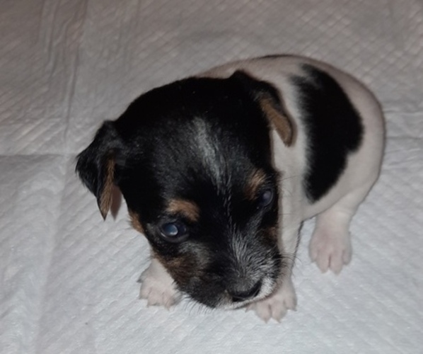 Medium Photo #1 Jack Russell Terrier Puppy For Sale in ISSAQUAH, WA, USA