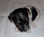 Small Jack Russell Terrier