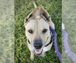 Small #1 American Staffordshire Terrier-Great Dane Mix