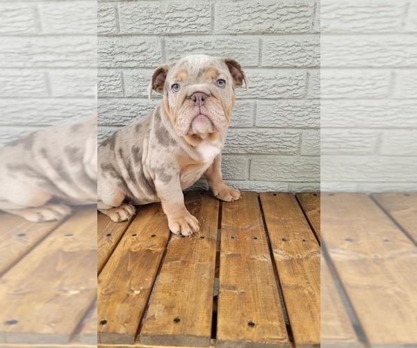 Medium Photo #2 English Bulldog Puppy For Sale in INDIANAPOLIS, IN, USA
