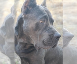 Mother of the Cane Corso puppies born on 08/03/2022